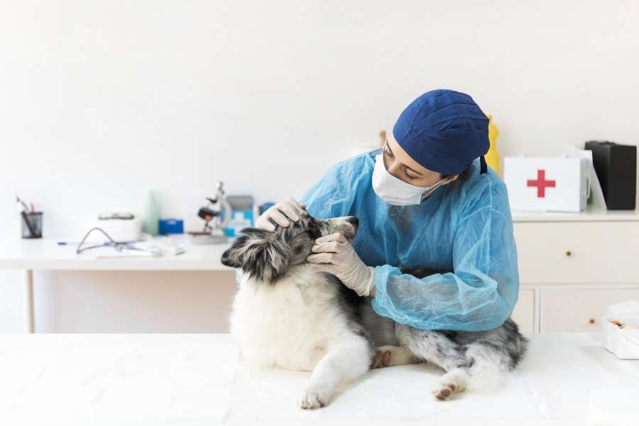 humana com um pet